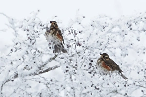 Thrush Prints: Redwing (Turdus iliacus) two adults