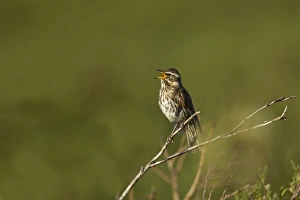 Thrush Prints: Redwing (Turdus iliacus coburni) adult, singing, perched on twig, Iceland, June