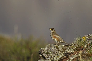 Thrush Prints: Redwing (Turdus iliacus coburni) adult