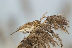 S Eed Prints: Reed Bunting (Emberiza schoeniclus) adult female