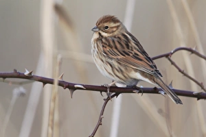 Reed Bunting (Emberiza schoeniclus) adult female, winter plumage, perched on rose stem in reedbed, Midlands, England, january