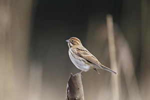 Reed Bunting (Emberiza schoeniclus) adult female, perched on stump, Rainham Marshes RSPB Reserve, Thames Estuary, Essex, England, january