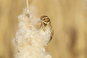 Reed Bunting (Emberiza schoeniclus) adult female, feeding on Reedmace (Typha sp. ) seeds in reedbed, Rainham Marshes RSPB Reserve, Thames Estuary, Essex, England, january