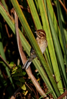 Reed Bunting (Emberiza schoeniclus) adult female, perched on Yellow Iris (Iris pseudacorus) leaf, Norfolk, England, october