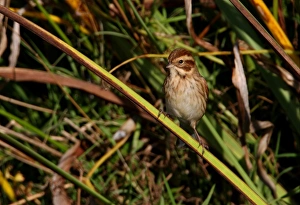 Reed Bunting (Emberiza schoeniclus) adult female, perched on Yellow Iris (Iris pseudacorus) leaf, Norfolk, England, october