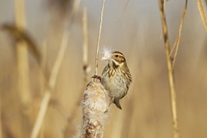 Reed Bunting (Emberiza schoeniclus) adult female, feeding on Reedmace (Typha sp. ) seeds in reedbed, Rainham Marshes RSPB Reserve, Thames Estuary, Essex, England, january