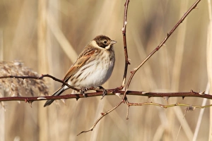 Reed Bunting (Emberiza schoeniclus) adult male, winter plumage, perched on rose stem in reedbed, Midlands, England, january