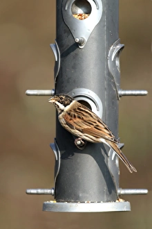 Reed Bunting (Emberiza schoeniclus) adult male, winter plumage, feeding from hanging birdfeeder in garden, Leicestershire, England, january