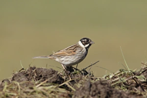 Reed Bunting (Emberiza schoeniclus) adult male, winter plumage, standing on ground in farmland, West Yorkshire