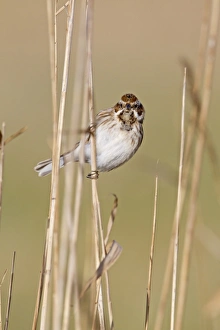 Reed Bunting (Emberiza schoeniclus) juvenile male, perched on reed stem, Suffolk, England, february