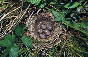 Bunting Prints: Reed Bunting (Emberiza schoeniculus) Nest with five eggs