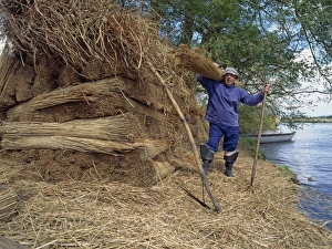 Jobs Prints: Reed cutting, reedcutter with bundles of cut reeds