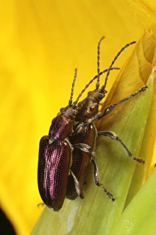Reed Leaf Beetle (Donacia vulgaris) adult pair, mating on Yellow Iris (Iris pseudacorus) flower, Powys, Wales, june