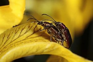 Reed Leaf Beetle (Donacia vulgaris) adult pair, mating on Yellow Iris (Iris pseudacorus) flower, Powys, Wales, june