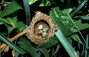 Reed Warblers Prints: Reed Warbler (Acrocephalus scirpaceus) nest & four eggs