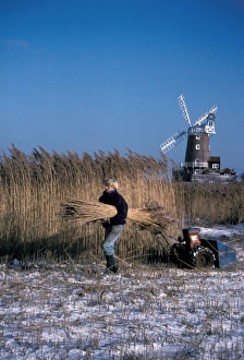Reed Bed Prints: Reedcutter cutting coastal reedbed in snow, Norfolk, England, winter