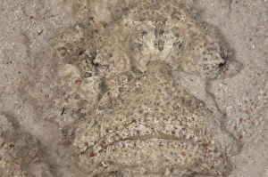 Buried Prints: Reef Stonefish (Synanceia verrucosa) adult