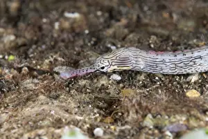 Maluku Prints: Reeftop Pipefish (Corythoichthys haematopterus) adult