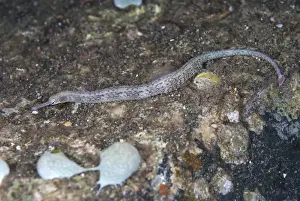 Reeftop Pipefish (Corythoichthys haematopterus) adult, in reef at night, Bandaneira, near Ambon Island, Maluku Islands, Banda Sea, Indonesia