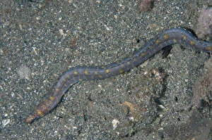 Indopacific Prints: Reeves Moray (Gymnothorax reevesii) adult