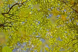 Reflection of woodland canopy in puddle, Dorset, England, october