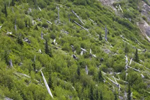 Composite Prints: Regenerating forest amongst remains of dead trees killed by volcanic eruption