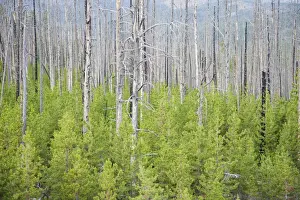 Coniferous Prints: Regeneration of conifer trees amongst dead trunks after forest fire