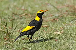 Regent Bowerbird (Sericulus chrysocephalus) adult male, foraging on short grass, Green Mountain, Lamington N. P