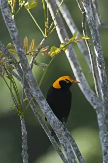 Sub Tropical Prints: Regent Bowerbird (Sericulus chrysocephalus) adult male