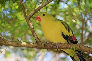 Regent Parrot (Polytelis anthopeplus) adult male, feeding, perched on branch, South Australia, Australia, November