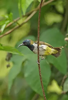 Rainforest Prints: Reichenbachs Sunbird (Anabathmis reichenbachii) adult male