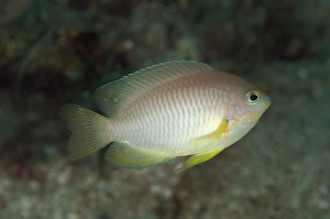 Reefs Prints: Reids Damsel (Pomacentrus reidi) adult