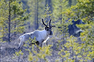 Taiga Prints: Reindeer (Rangifer tarandus) adult, standing in taiga forest, Finland, may