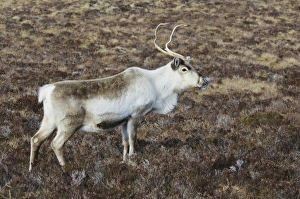 Reindeer (Rangifer tarandus) adult, standing on heather moorland, Cairn Gorm, Cairngorms N. P