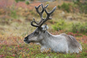 Reindeer (Rangifer tarandus) adult, with antlers in velvet, resting on ground, Pallas-Yllastunturi N. P