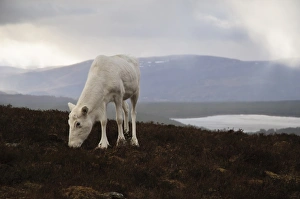 Cairn Gorm Prints: Reindeer (Rangifer tarandus) adult