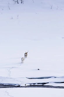 Finnish Prints: Reindeer (Rangifer tarandus) adult female with calf
