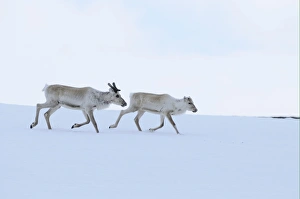Reindeer Prints: Reindeer (Rangifer tarandus) adult and young, running on snow, Finland, june