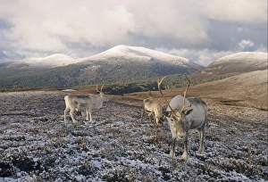 Cairn Gorm Prints: Reindeer (Rangifer tarandus) adults