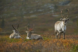 Northern Europe Prints: Reindeer (Rangifer tarandus) two adults and calf