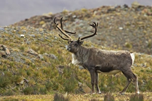 Reindeer (Rangifer tarandus) introduced species, adult male, standing, Fortuna Bay, South Georgia