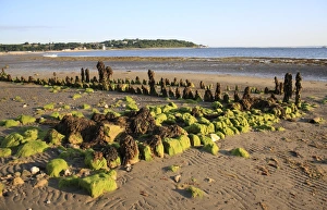 Remains Prints: Remains of breakwater covered with seaweed