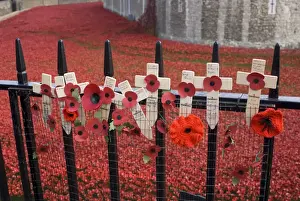 Historic Prints: Remembrance poppies on railings beside art installation commemorating centenary of outbreak of World War One