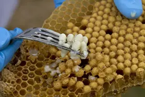 Mellifera Prints: Removing some larva from the brood comb to see if any disease or parasites are present in the hive