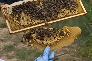 Frame Prints: Removing sacrificial natural cells made by the workers which hang from the brood frame