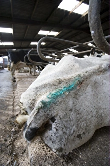 Housed Prints: Reproduction management in dairy herd