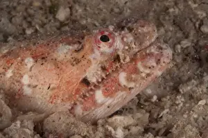 Reptilian Snake Eel (Brachysomophis henshawi) adult, close-up of head, Mabul Island, Sabah, Borneo, Malaysia