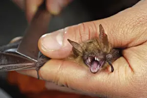 Hand Prints: Researcher measuring bat trapped by harp trap for conservation studies, Italy