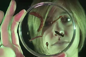 Studying Prints: Researcher observing various aquatic insect larvae disposed on capsula-petri for water quality evaluation