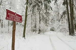Track Prints: Reserve sign beside track in snow covered primeval forest habitat, Bialowieza N. P